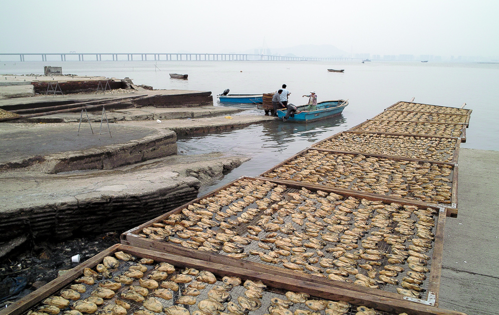 oysters