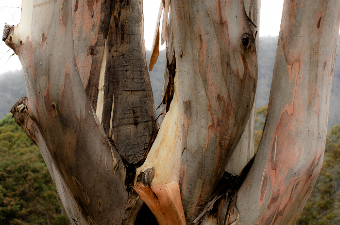 Tasmania