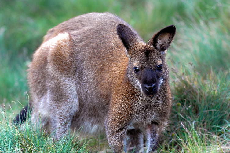 Tasmania
