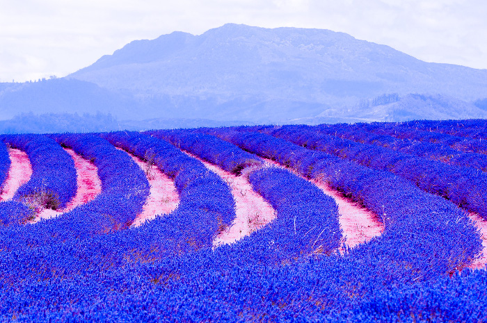 Tasmania