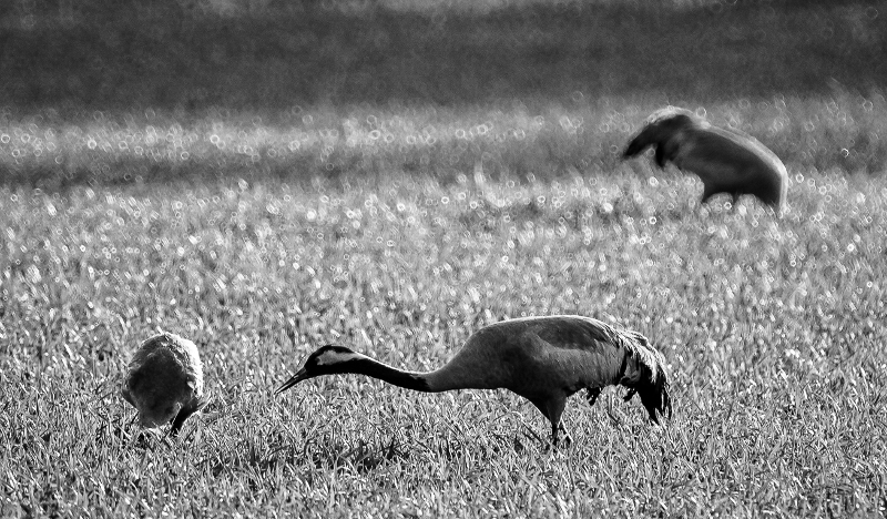 Kurkiemo on löytänyt, ja neuvoo poikasta © Risto Lounema Kultamaa