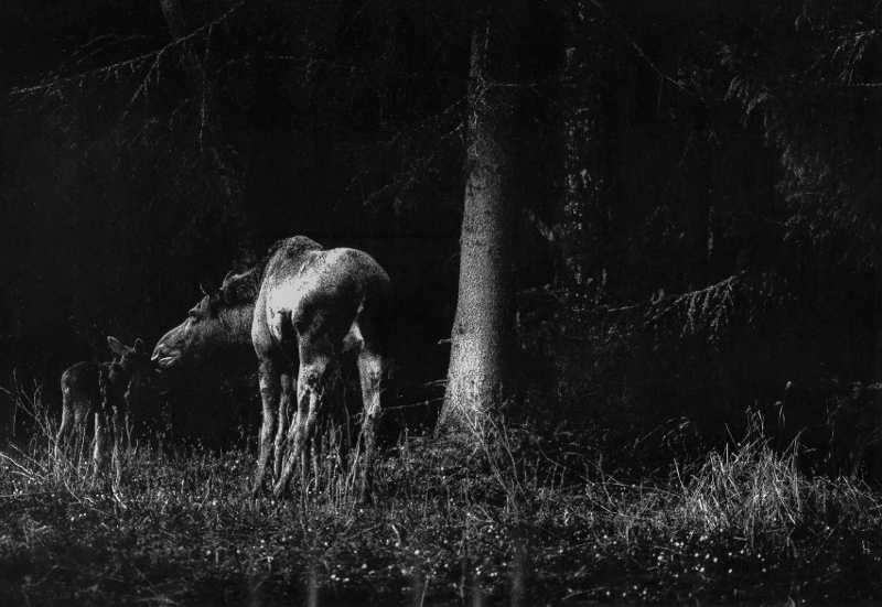 Moose