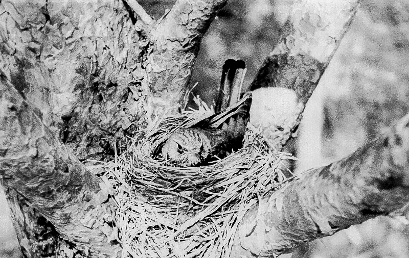 Turdus pilaris